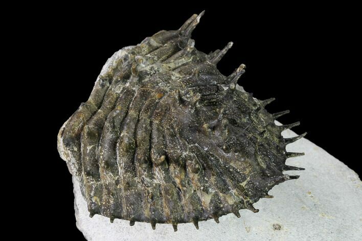 Tail Of Super Spiny Spiniscabrella Trilobite - Issoumour, Morocco #170713